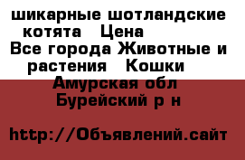 шикарные шотландские котята › Цена ­ 15 000 - Все города Животные и растения » Кошки   . Амурская обл.,Бурейский р-н